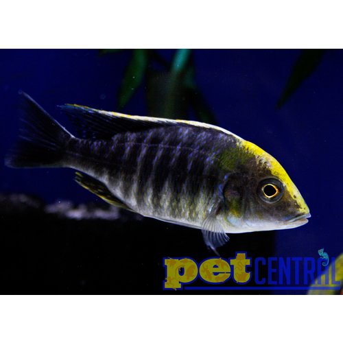 Sulfur Head Peacock Cichlid MD Sulfur Head Peacock Cichlid MD