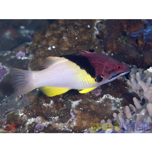 Coral Hogfish MD Coral Hogfish MD