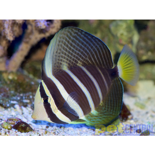 Fiji Sailfin Tang (Fiji) LG Fiji Sailfin Tang (Fiji) LG