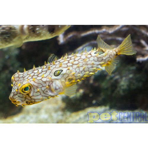 Spiny Box Puffer MD Spiny Box Puffer MD