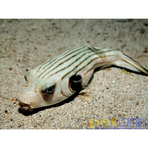 Striped Dogface Puffer SM Striped Dogface Puffer SM