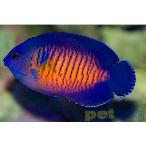 Fiji Coral Beauty Angel (Fiji) MD Fiji Coral Beauty Angel (Fiji) MD