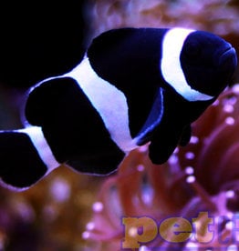 Sustainable Aquatics Black and White Ocellaris Clownfish SM