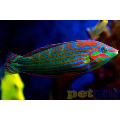 Fiji Hoeven's Wrasse (Fiji) Male MD Fiji Hoeven's Wrasse (Fiji) Male MD