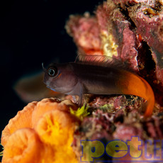 Bicolor Blenny (Male) MD