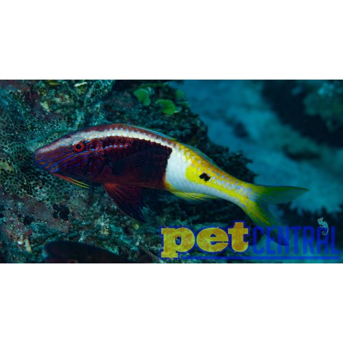 Fiji Bicolor Goatfish (Fiji) ML Fiji Bicolor Goatfish (Fiji) ML