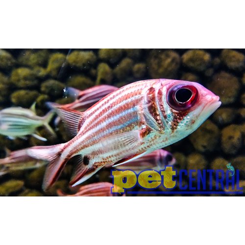 Candy Cane Squirrelfish MD Candy Cane Squirrelfish MD