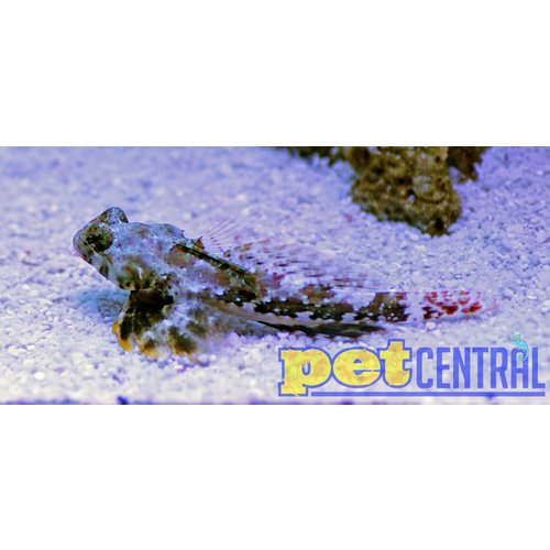 Scooter Blenny XL Scooter Blenny XL