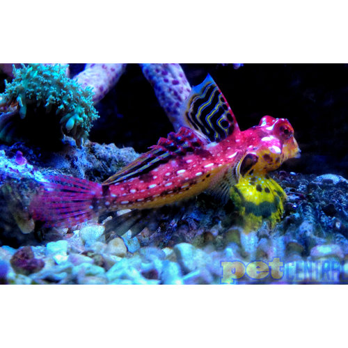 Ruby Red Scooter Dragonette (Blenny) SM Ruby Red Scooter Dragonette (Blenny) SM