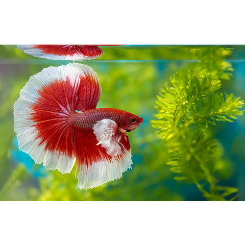 Dumbo Halfmoon Betta Male LG Dumbo Halfmoon Betta Male LG