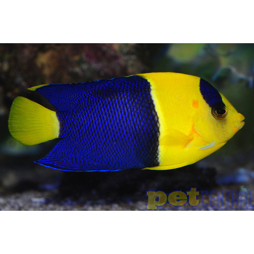 Fiji Bicolor Angel (Fiji) XL Fiji Bicolor Angel (Fiji) XL
