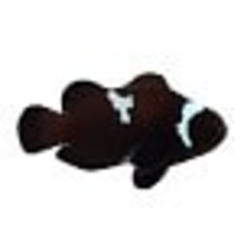 Sustainable Aquatics Midnight Black Lightning Clownfish (Sus. Aq.) LG Sustainable Aquatics Midnight Black Lightning Clownfish (Sus. Aq.) LG