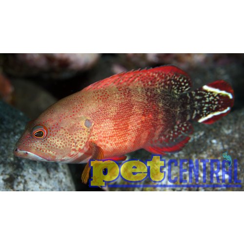 V-Tail Grouper MD V-Tail Grouper MD