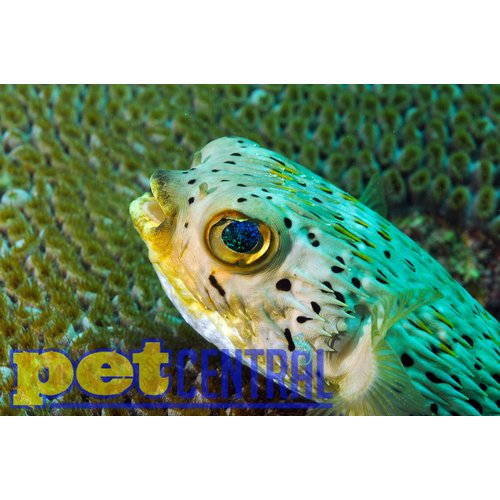 Porcupine Puffer XL Porcupine Puffer XL