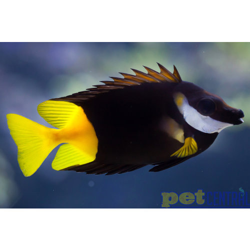 Fiji Fiji (Bicolor) Foxface (Fiji) XL Fiji Fiji (Bicolor) Foxface (Fiji) XL