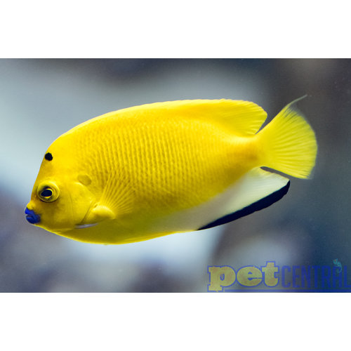 Flagfin Angel ML Flagfin Angel ML
