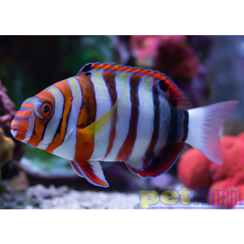 Harlequin Tusk SM Harlequin Tusk SM
