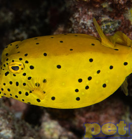Yellow Cubicus MD