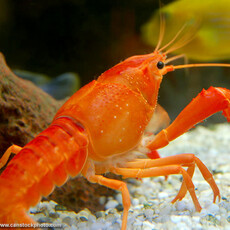 Tangerine Lobster RG