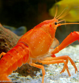 Tangerine Lobster RG