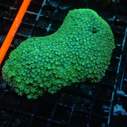 Metallic Green Goniopora LG Metallic Green Goniopora LG