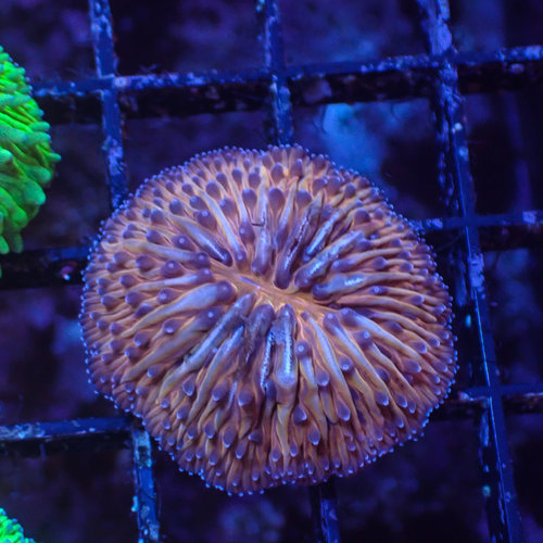 Australian Orange Helmet Fungia (Aust.) MS Australian Orange Helmet Fungia (Aust.) MS