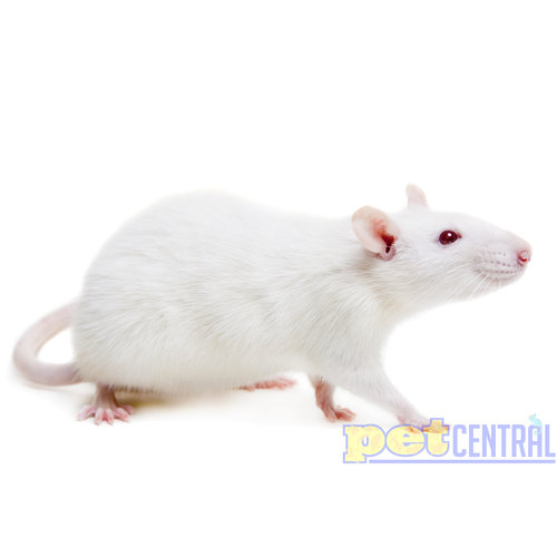 Frozen XXXL Rat Frozen XXXL Rat