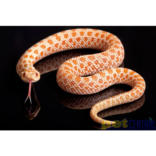 Albino Western Hognose Baby Albino Western Hognose Baby