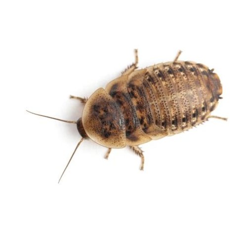Pet Central MD Dubia Roach Cup (Pre-Packaged) Pet Central MD Dubia Roach Cup (Pre-Packaged)