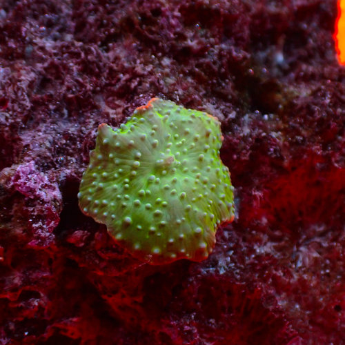 Super Pimpled Mushroom (1HD Rock) Super Pimpled Mushroom (1HD Rock)