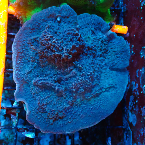Purple Montipora Cap MD Purple Montipora Cap MD