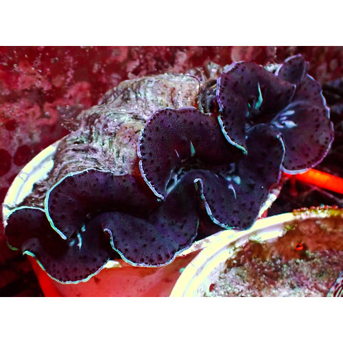 Ultra Blue Maxima Clam (5-7") Ultra Blue Maxima Clam (5-7")