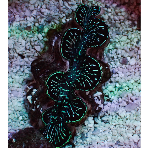 ORA Farm Ultra Black & White Maxima Clam (ORA) (1.5") ORA Farm Ultra Black & White Maxima Clam (ORA) (1.5")