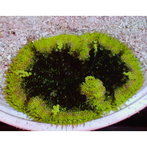 Mini-Maxi Carpet Anemone Mini-Maxi Carpet Anemone