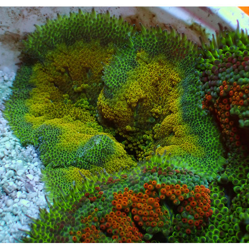 Ultra Mini-Maxi Carpet Anemone Ultra Mini-Maxi Carpet Anemone