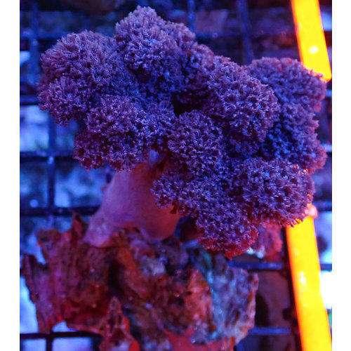 Colt Soft Coral SM Colt Soft Coral SM