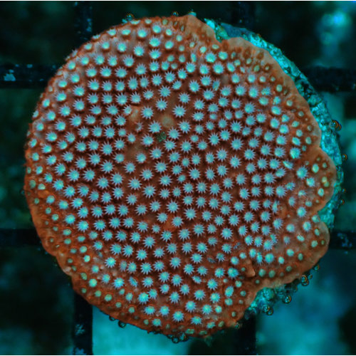 (WYSIWYG 17211) Scarlet Stylophora (WYSIWYG 17211) Scarlet Stylophora