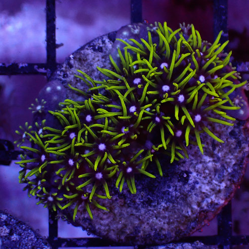 Metallic Green Star Polyps Frag (1") Metallic Green Star Polyps Frag (1")