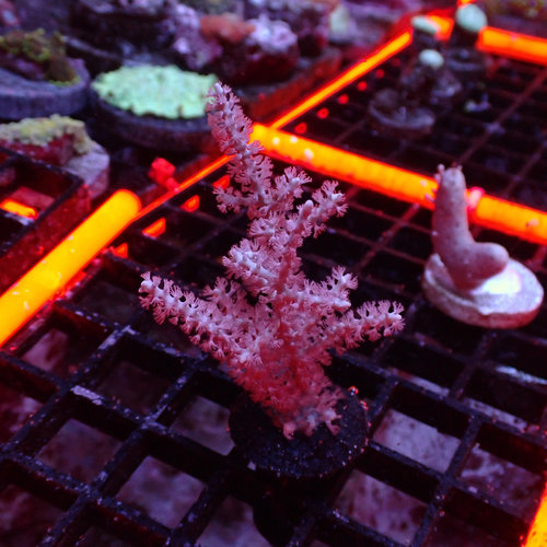 ORA Farm Grube's Gorgonian (ORA) ORA Farm Grube's Gorgonian (ORA)
