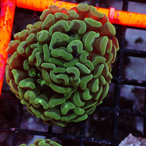 Australian Mint Green or Blue Branching Hammer (Aust.) Frag (1HD)) Australian Mint Green or Blue Branching Hammer (Aust.) Frag (1HD))