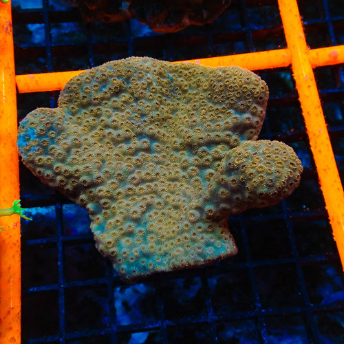 Australian Metallic Orange Pavona (Aust.) Australian Metallic Orange Pavona (Aust.)