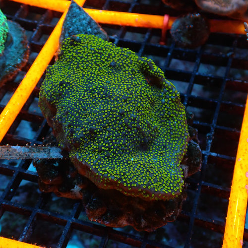 (WYSIWYG 17233) Montipora (WYSIWYG 17233) Montipora