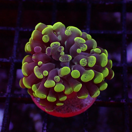 Branching Hammer Frag Branching Hammer Frag