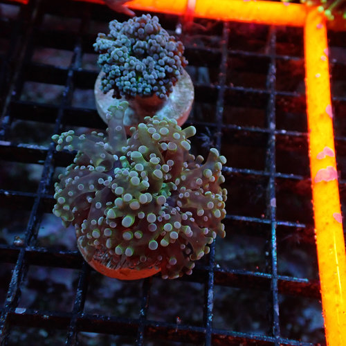 Branching Frogspawn Frag Branching Frogspawn Frag
