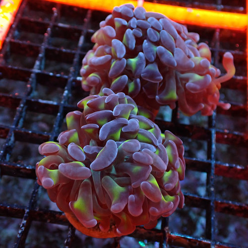 Branching Hammer Frag Branching Hammer Frag
