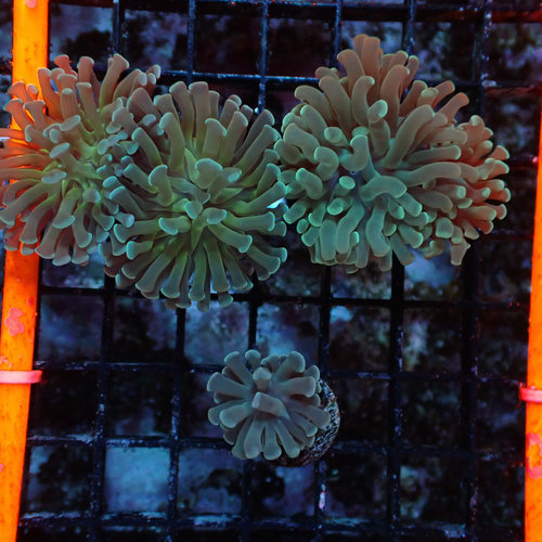 Australian Assorted Hammer (Aust.) Frag (2HD) Australian Assorted Hammer (Aust.) Frag (2HD)