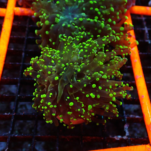 Metallic Green Branching Frogspawn Frag Metallic Green Branching Frogspawn Frag