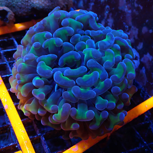 (WYSIWYG 17259) Green w/ Purple Tips Hammer Wall (WYSIWYG 17259) Green w/ Purple Tips Hammer Wall