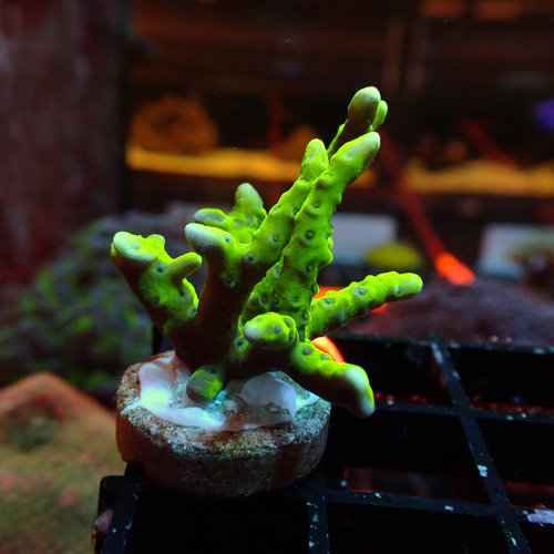 (WYSIWYG 17209) Green Acropora (WYSIWYG 17209) Green Acropora