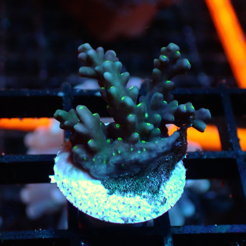 ORA Farm (MIMF) Purple & Green Acropora (ORA MIMF) ORA Farm (MIMF) Purple & Green Acropora (ORA MIMF)